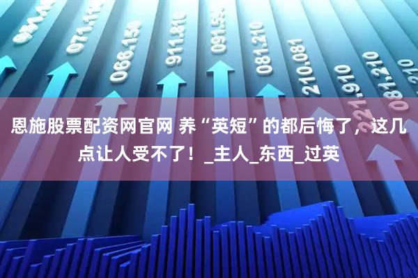 恩施股票配资网官网 养“英短”的都后悔了，这几点让人受不了！_主人_东西_过英